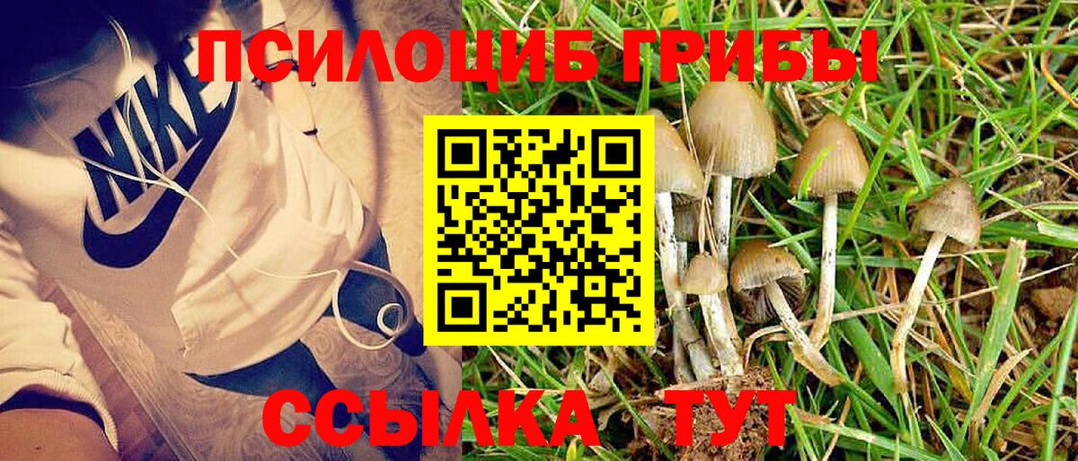 Галлюциногенные грибы Psilocybine cubensis Мегион